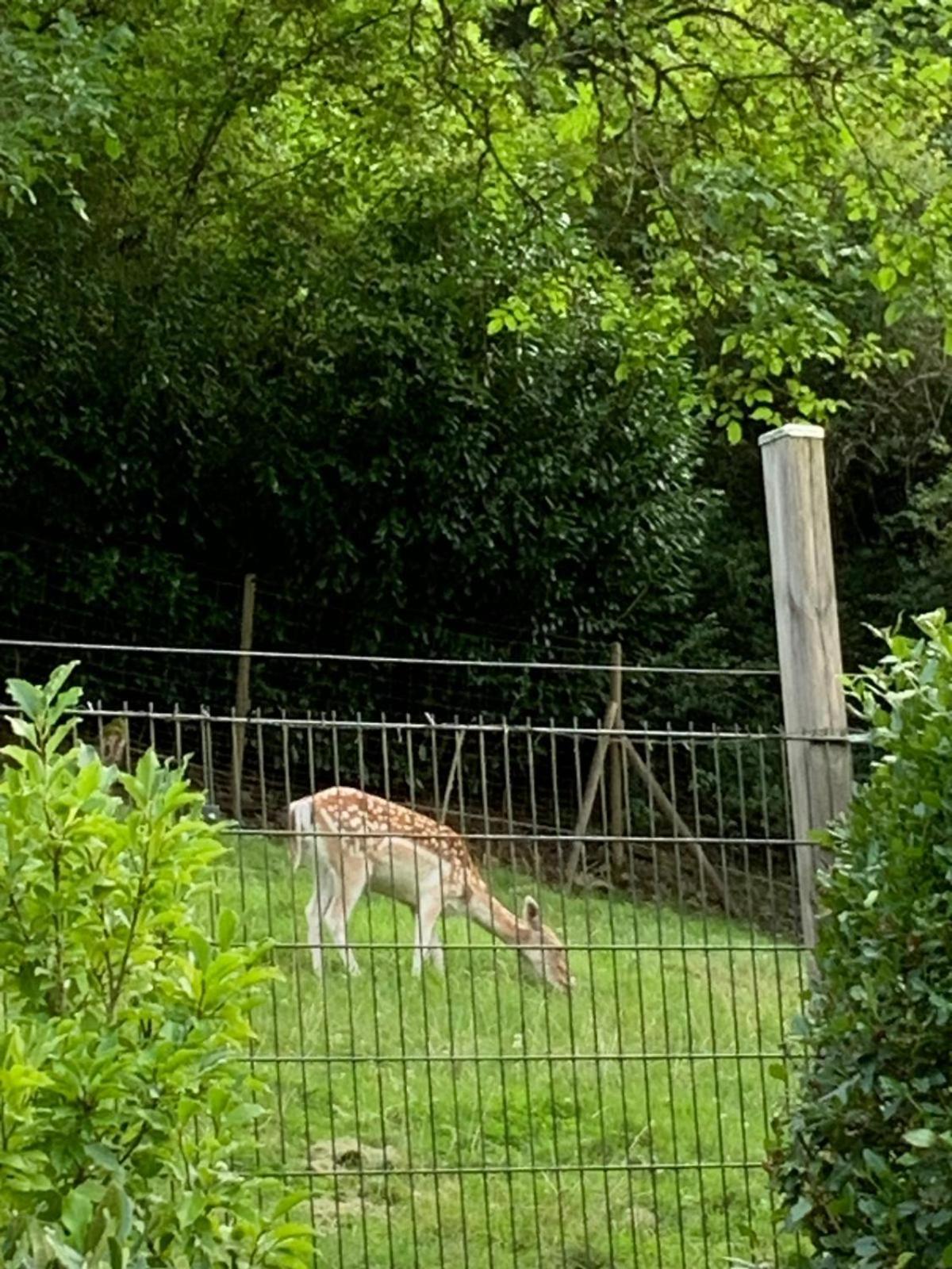 Deni'S Ferienwohnungen Klotten Bagian luar foto